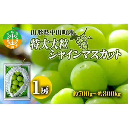 ふるさと納税 山形県中山町産特大大粒シャインマスカット 約700g〜約800g(1房) 期間限定 数量限定 F4A-0105 山形県中山町