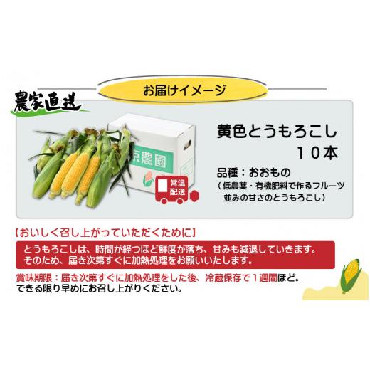 ふるさと納税 福井県 あわら市 朝採り スイートコーン 黄色 計10本 おおもの ／ ハウス栽培 低農薬 有機肥料 フルーツ並みの甘さ 甘い とうもろこ…