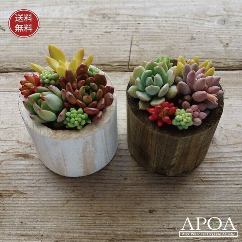 プレゼント 父の日 母の日 鉢花 多肉植物 おしゃれな 寄せ植え ウッドコンポート 通販 Lineポイント最大0 5 Get Lineショッピング