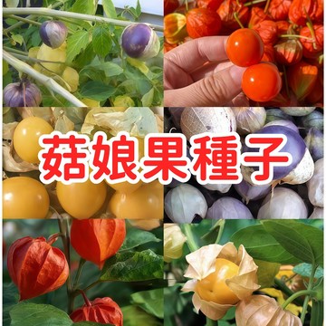 【菇娘果種子】酸漿果 盆栽水果 家庭園藝 可食用 觀賞 酸甜風味 好種易活 台灣適種 春夏季播種 陽台庭院 新奇蔬果