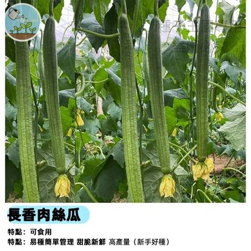 長玉肉絲瓜種子 長玉絲瓜籽 長玉肉絲瓜 長條絲瓜種子 長形絲瓜 肉絲瓜籽 夏季瓜類 台灣品種 家庭菜園 陽台種植