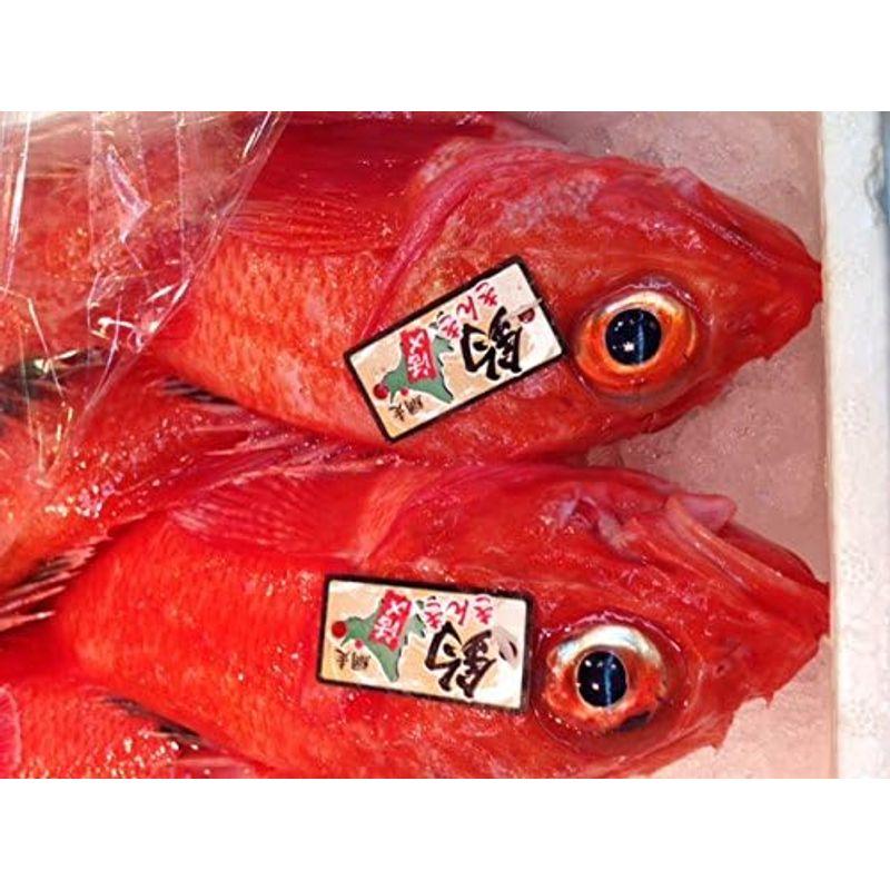 キンキ 生 鮮魚 特大サイズ 約700-800g （築地直送）北海道網走 根室産 他 きんき