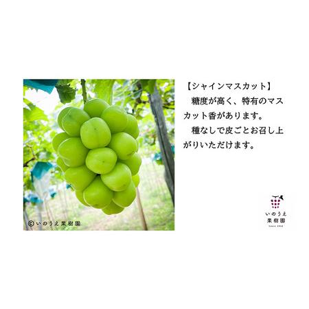 ふるさと納税   シャインマスカット 約1.5kg (2房 秀) 《令和6年9月中旬〜発送》 『いのうえ果樹園』マスカット ぶどう 果.. 山形県南陽市