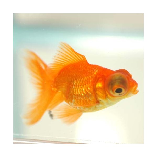 2 6 P10倍 金魚 中国産 赤出目金 Sm 1匹 生体 通販 Lineポイント最大0 5 Get Lineショッピング