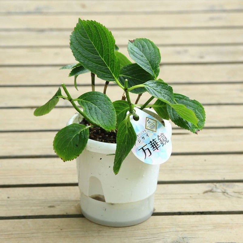 庭木 植木 剪定後のお届けアジサイ 紫陽花 万華鏡 通販 Lineポイント最大0 5 Get Lineショッピング