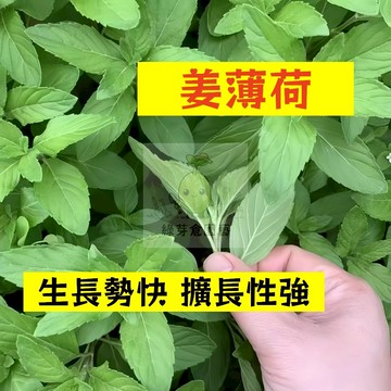 🌱早熟高產 姜薄荷種子BH-16 生長勢快 擴長性強 蕃荷葉 土薄荷 升陽菜 野薄荷 南薄荷 易種植 高產陽台盆栽種籽