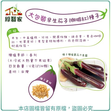 【綠藝家】大包裝G35-1.早生茄子(咖啡紅)種子1.2克(約240顆)//早生，綠色萼，果色咖啡紅、光澤
