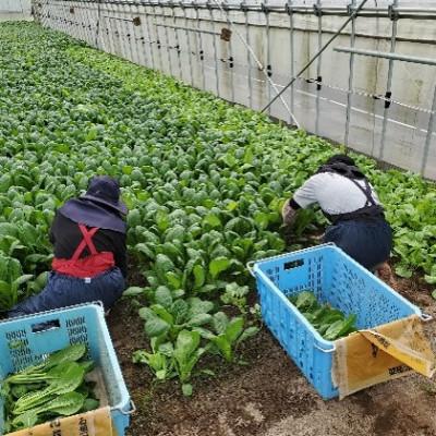 ふるさと納税 浜田市 弥栄町産野菜のおまかせセット