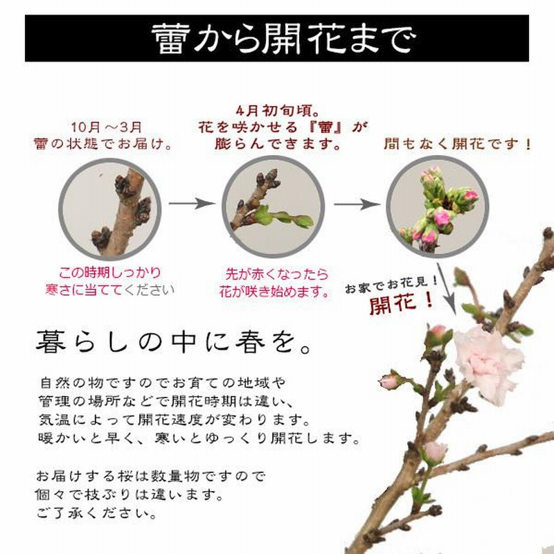 桜ミニ盆栽 ：富士桜淋宝（信楽花型小鉢）*苔と受け皿付き(2024年春 ...