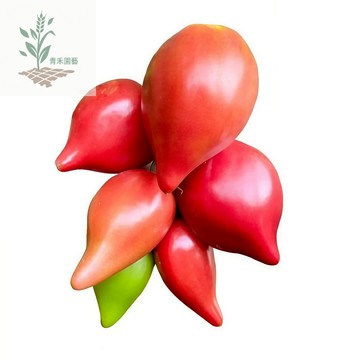 青禾園藝（芒果蜜番茄種子）FQ-12🍅大果牛心番茄香甜沙瓤多汁甜度高~四季播種盆栽果菜蔬菜種子#tomato
