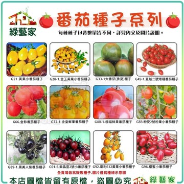 【綠藝家】番茄 蕃茄種子系列 小番茄 大番茄 紫番茄 黃果小番茄 矮種番茄 金皇鮮果番茄 櫻蜜小