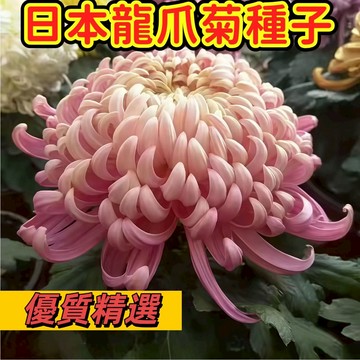 🌻【台灣現貨-隔日達】（日本龍爪菊花） 優質種子 四季開花  四季室外  優美高檔之花 易爆盆 多年生 新手易種花卉種子