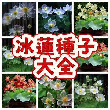 🔥冰蓮碗蓮種子💥微型碗蓮迷你 荷花 水晶 迷你碗蓮種子水培荷花種子3天發芽 發芽率高