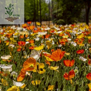 青禾園藝（冰島虞美人花種子） 🔥麗春花、賽牡丹、滿園春、仙女蒿種子 多年生錄化盆栽 觀賞花期長陽臺庭院綠植#花海種子