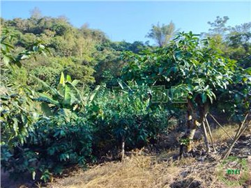 玉井區臨路有電芒果園農地｜台南市玉井區九層林段