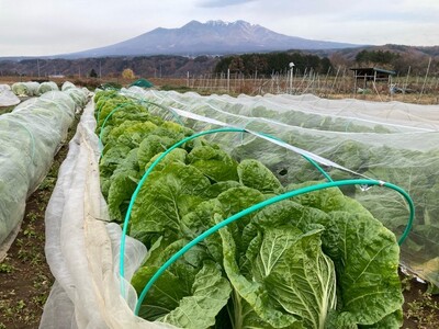 無農薬大玉白菜　1個　山梨県北杜市白州産