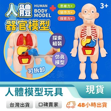 人體模型 身體器官教具 解剖模型 身體結構 拼圖玩具 兒童解剖玩具 人體結構模型 學習玩具 教育工具 玩美 77802