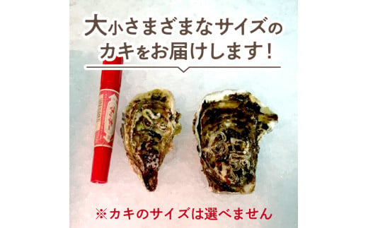 海のミルクサロマ湖産殻付2年物カキ貝 10kg 80～100個入 海鮮 魚介類 貝 お歳暮 お祝い BBQ