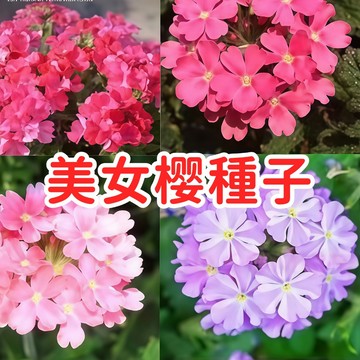 【美女櫻種子】美人櫻四季繡球草五色梅鋪地錦 多色混合花卉種子 易種植花期長 耐熱耐寒 陽台盆栽花壇綠化 新手推薦四季開花