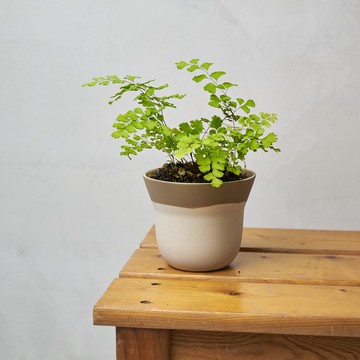 鐵線蕨 | 少女的髮絲 室內植栽 盆栽