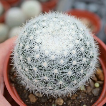 【荳荳多肉】【望月】喬遷│送禮│升遷│多肉植物