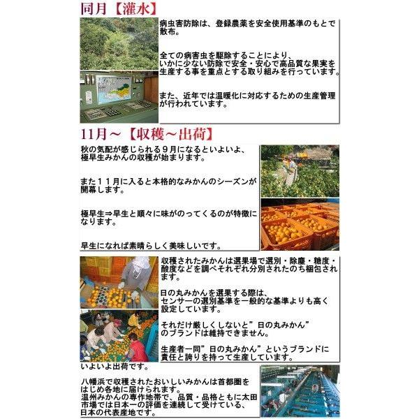 産地直送 日の丸千両みかん 約5kg L〜2Lサイズ 愛媛県産 贈答規格 大玉限定 JAにしうわ 専用黒箱入りブランド蜜柑！高い評価を受ける県内屈指のギフトフルーツ