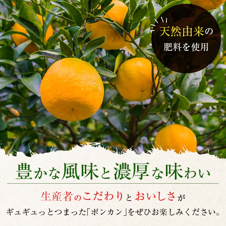 BA45-23 数量限定『日南市産ポンカン(Mサイズ)計4.5kg以上』傷み補償分200g付き　フルーツ　果物　柑橘　ぽんかん　みかん　国産