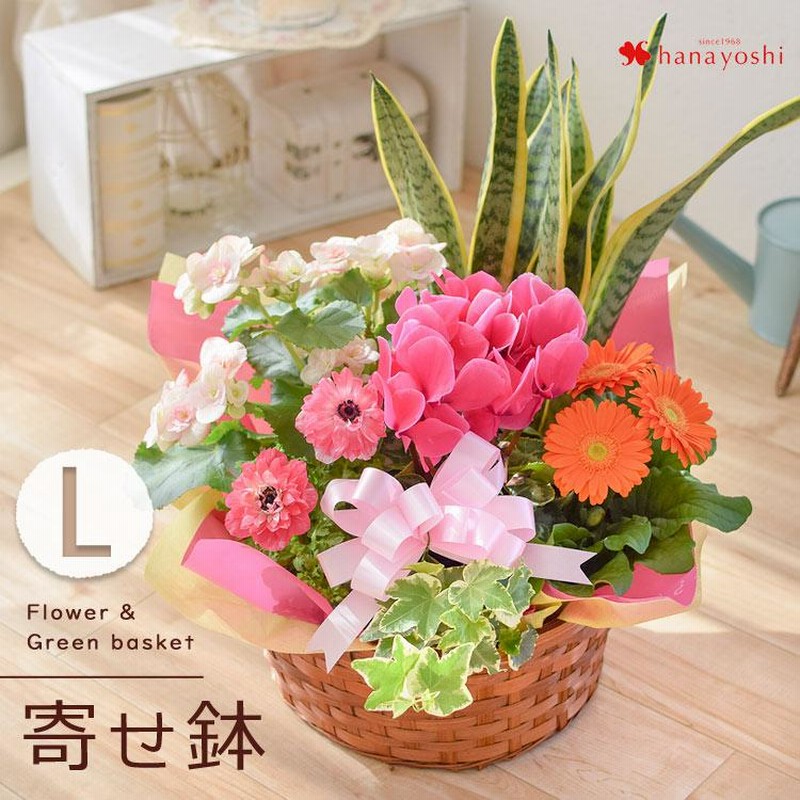 Amazon｜お誕生日鉢花ギフト香りの鉢花 ラベンダー鉢植え