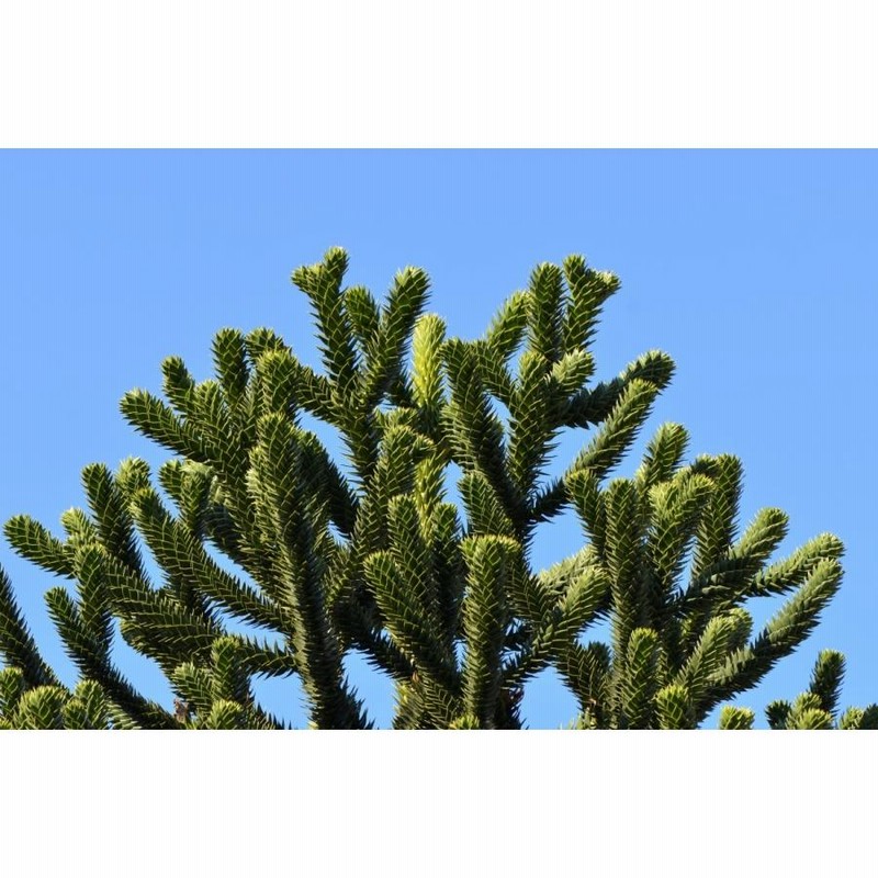 チリーマツ＜チリー松＞（モンキーパズル） 種子3粒 Monkey puzzle tree 3seeds | LINEブランドカタログ