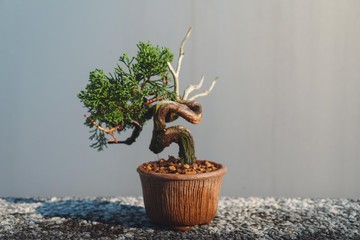 細魚川真柏迷你盆栽 松柏盆栽 真柏盆栽