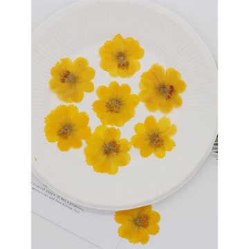 硫磺菊波斯菊干花押花壓花手工滴膠手機殼相框真花干花貼臉花瓣妝