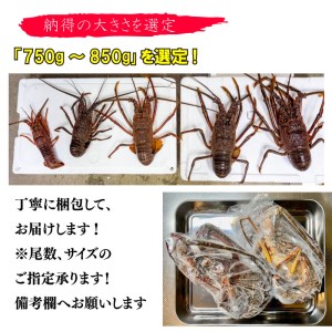 伊勢海老 750～850g 冷凍 鍋 刺身 高級 伊勢エビ イセエビ 高知県 須崎市 伊勢海老 刺身伊勢 海老蒸し 伊勢海老 海鮮丼 伊勢えび おさしみ 伊勢えび カルパッチョ 伊勢えび 粉チーズ 伊勢えび バジル 伊勢海老 フレンチ 伊勢エビ イタリアン 伊勢エビ お正月 伊勢エビ おせち 伊勢エビ 贅沢 伊勢えび ぷりぷり 伊勢えび 丸ごと 伊勢えび 食べたい  伊勢海老 懐石