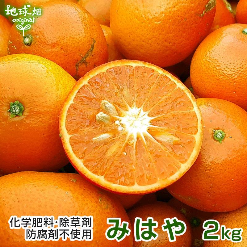 みはや 2kg 化学肥料・除草剤・防腐剤不使用 熊本県産 特別栽培 大きさおまかせ サイズ混合 柑橘 みかん フルーツギフト 発送期間12〜1月