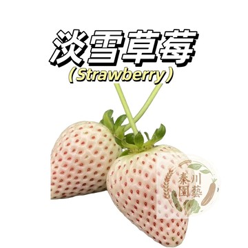嘉義現貨（日本淡雪草莓種子CM-25）稀有粉白色草莓~（經典品種）大果白肉高產四季盆栽好養