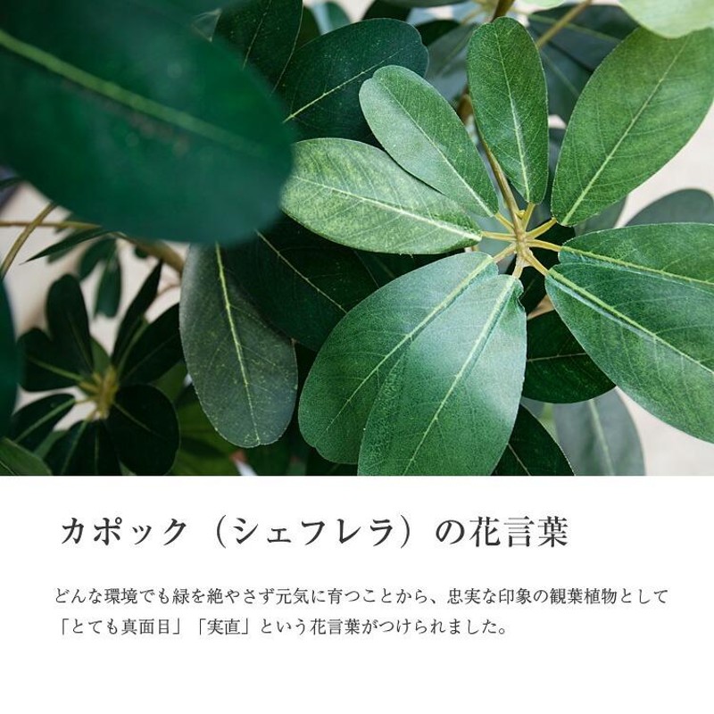 フェイクグリーン 観葉植物 人工観葉 大型 光触媒 造花 シェフレラ ナチュラル 斑入り 斑なし 鉢植 インテリア / カポック 140cm |  LINEブランドカタログ