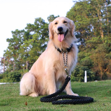 寵物 牽引雨傘狗狗牽引繩狗繩子遛狗鏈子帶項圈p中型大型犬金毛拉