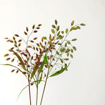 仿真花小盼草 秋色草 花藝造景 軟裝空間美陳 攝影道具 家居裝飾