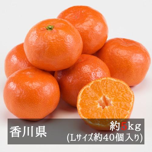 金時紅みかん（小原紅早生） 約５ｋｇ Ｌサイズ（約４０個） 香川県産