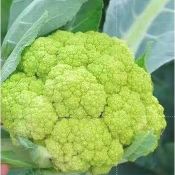 爆款蔬菜種子✨花椰菜種籽 超低價精選有機 紫花菜綠花菜 菜園盆栽蔬菜種子