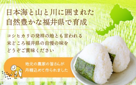 定期便≪6ヶ月連続お届け≫コシヒカリ 10kg × 6回 令和5年 福井県産 [e30-g001]