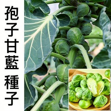 現貨 孢子甘藍種子（400粒）蔬菜種子 四季蔬菜抱子甘藍 小包菜 紫孢子甘藍 高產 抗病 庭院 蔬菜種植 種一次吃十年