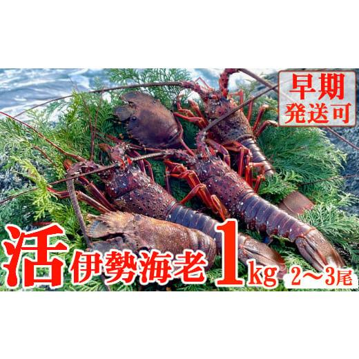 ふるさと納税 高知県 室戸市 活伊勢海老１ｋｇ