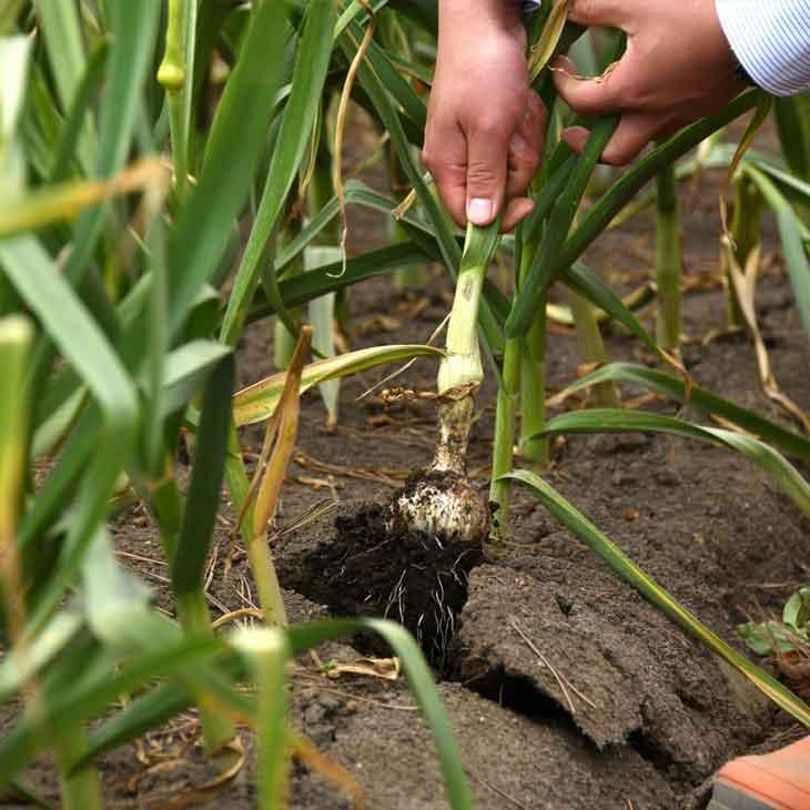 青森県産訳あり熟成発酵黒にんにく 800g（700g＋100g増量）