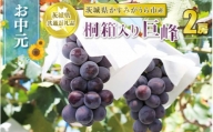 お中元 巨峰桐箱入り2房※2023年8月上旬～中旬頃に順次発送予定