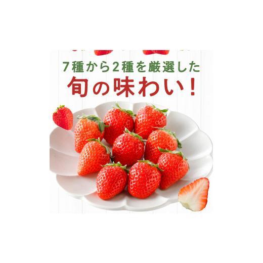 ふるさと納税 福岡県 久留米市 特別栽培 旬のいちご詰め合わせ （ふくおかエコ農産物） 約500g