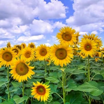 🌻【向日葵種子大全】🌻可觀賞 可食用 多頭玩具熊向日葵 可做切花 四季盆栽種植 陽台庭院大田可種植 高產抗病種植
