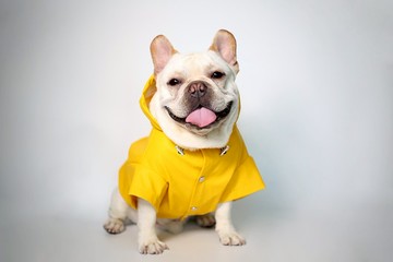 寵物狗連帽風雨衣 檸檬黃