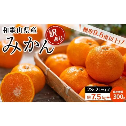 ふるさと納税 和歌山県 かつらぎ町 訳ありみかん約7.5kg箱＋痛み補償300g(2S〜2Lサイズ混合)和歌山県産〈糖度9.5度以上〉