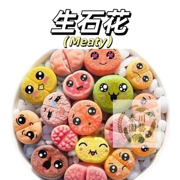 嘉義現貨（石生花種子） 大顆石生花~多肉屁屁花母本屁股花貴貨多肉植物批發多肉試種多肉種子福利好養活