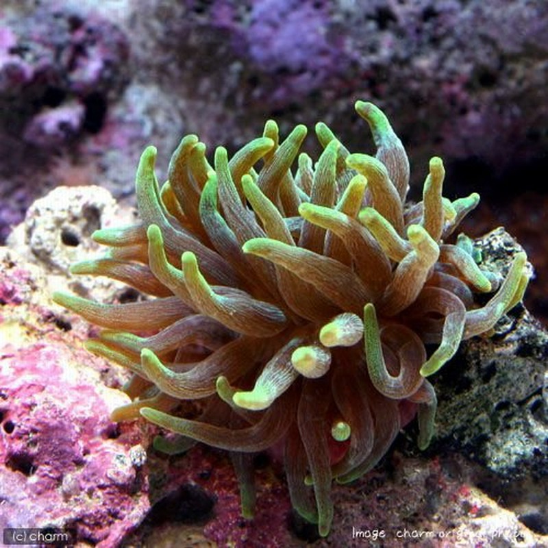 海水魚 サンゴイソギンチャク グリーン １匹 無脊椎動物 北海道航空便要保温 通販 Lineポイント最大1 0 Get Lineショッピング